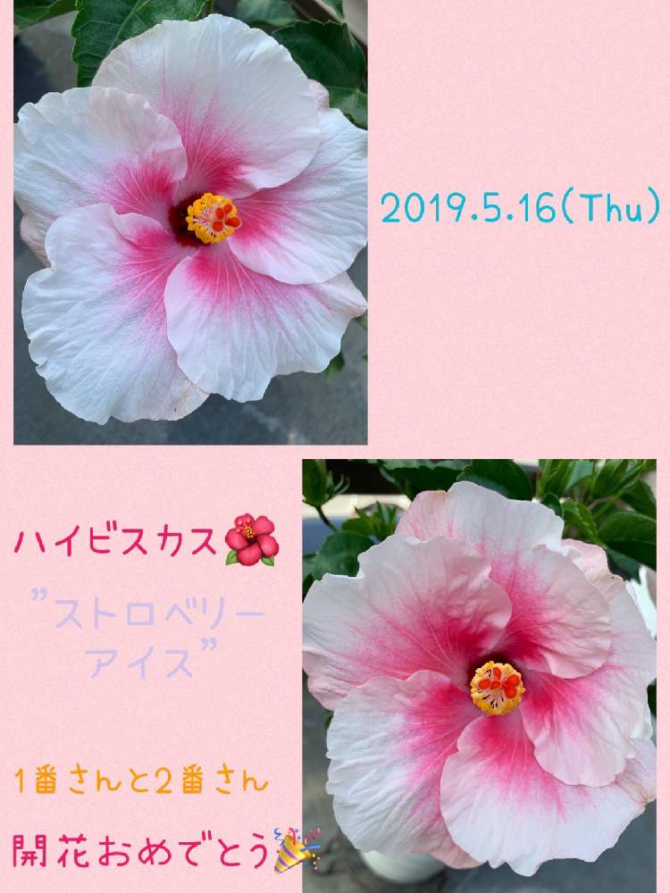 バルコニー/ベランダの画像 by のりりんご☆さん | バルコニー/ベランダとアオイ科と伊良湖岬のハイビスカス♡とGS映えとGS日和とホワイト♡ピンクとストロベリーアイスとハイビスカスの花と花のある暮らしと ハイビスカス