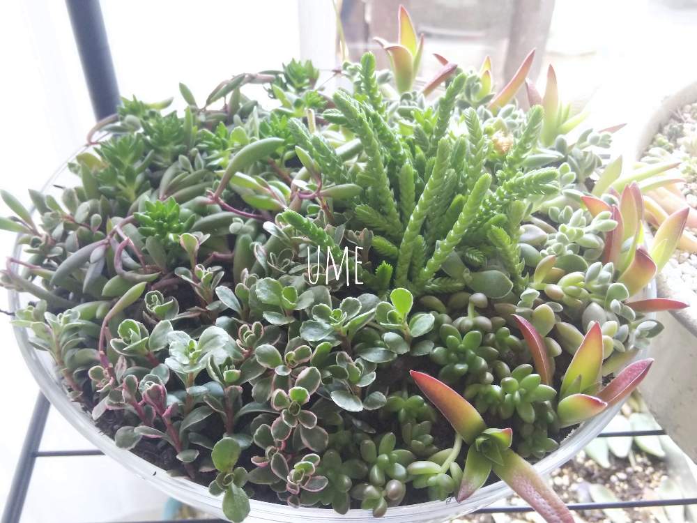 窓辺の画像 by umeさん | 窓辺と多肉植物とチョンパと西日とマンションと多肉寄せ植えと室内管理と多肉初心者と委託販売