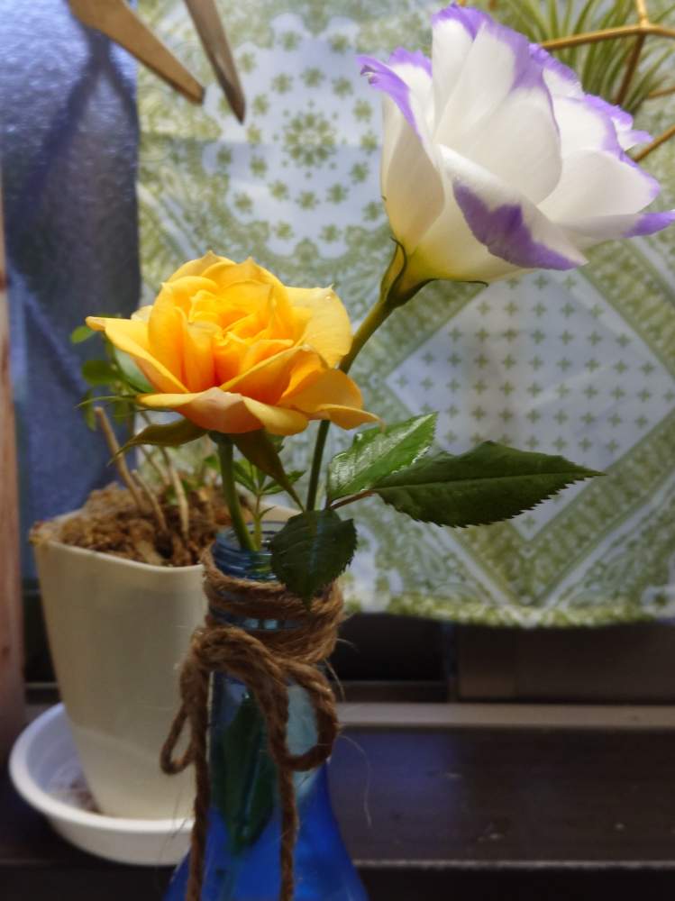 キッチンの画像 by 92さん | キッチンとトルコキキョウとミニバラ・ヘナとばら バラ 薔薇と植物中毒患者とトルコキキョウ。と植物がモデルと植物と植中毒と完全に植中毒とミニバラ ヘナと美しい
