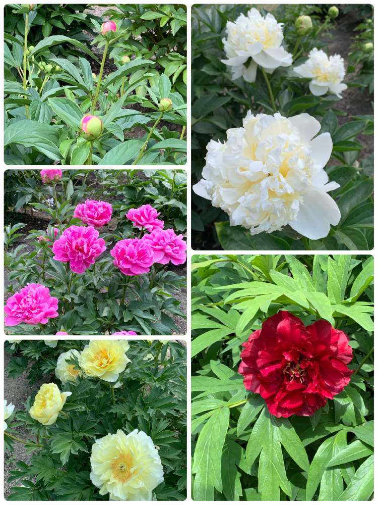 の画像 by ぷ〜にゃん♪さん | 京都府立植物園とシャクナゲ園と京都景色