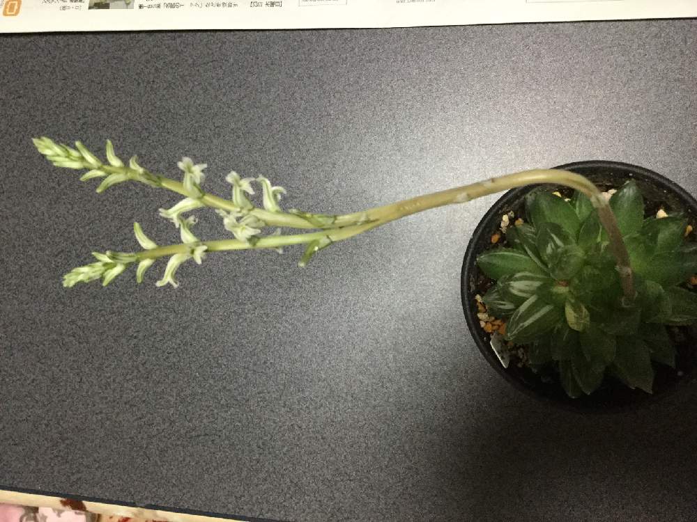 部屋の画像 by みっちーさん | 部屋と秋まつりと多肉植物と軟葉系ハオルチアとオブツーサ。とハオルチア属とエンゲイ係数高めと植中毒とタニラーと斑入り。