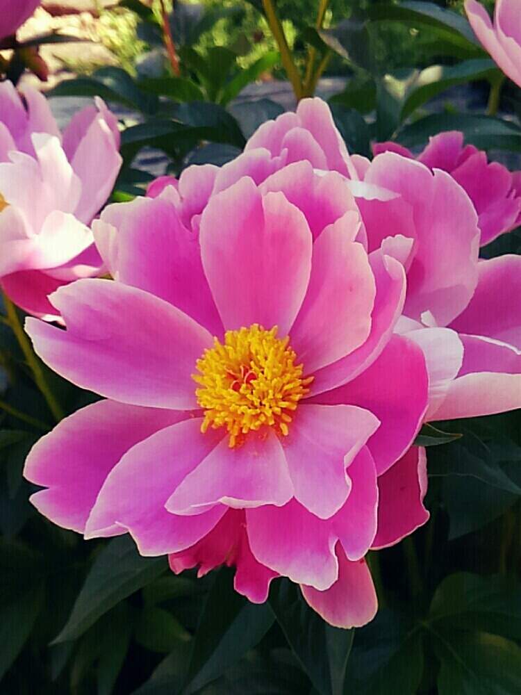 広い庭の画像 by マヤさん | 広い庭と花のある暮らしとボタン科
