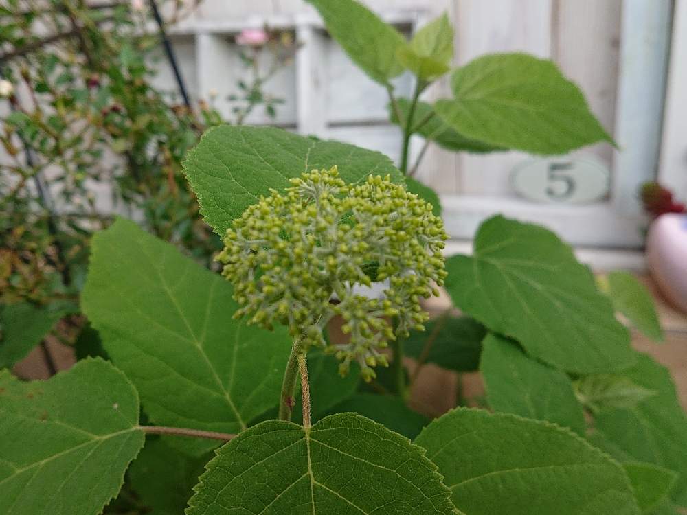 アプローチの画像 by pocoさん | アプローチといとおしい植物の表情フォトコン2019とふやしたいと虫は苦手と花のある暮らしとおおきくなあれ