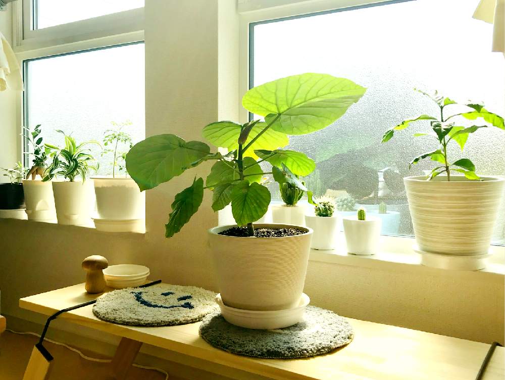 窓辺の画像 by siroさん | 窓辺と多肉植物と観葉植物とサボテン☆と癒しと植物だいすきとナチュラル系と多肉女子と日光浴中☀️と『窓辺に飾られた植物』フォトコンテスト