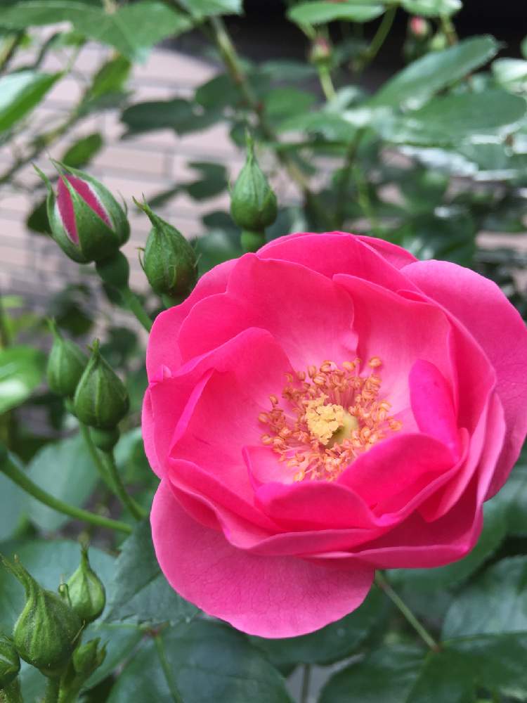 の画像 by カフェモカさん | アンジェラとみどりのある暮らしとつるバラのある庭と開花!と庭の植物とイングリッシュガーデンに憧れてと花のある暮らしとバラ・ミニバラ