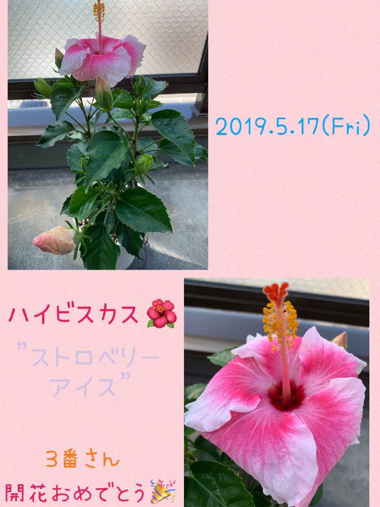 バルコニー/ベランダの画像 by のりりんご☆さん | バルコニー/ベランダと伊良湖岬のハイビスカス♡とホワイト♡ピンクとストロベリーアイスとハイビスカスの花と花のある暮らしと ハイビスカス