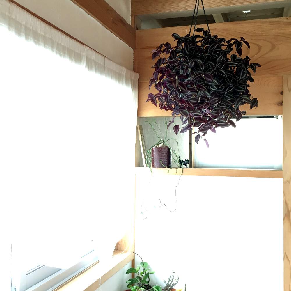 部屋の画像 by maruさん | 部屋と観葉植物と紫色とピンクの花と緑のある暮らしとトラデスカンチア属とツユクサ科と花のある暮らしと白い花