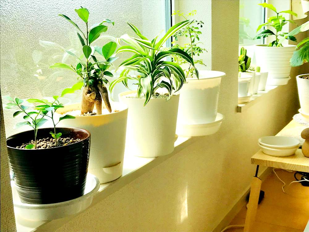 窓辺の画像 by siroさん | 窓辺と多肉植物と観葉植物とサボテン☆と癒しと植物だいすきとナチュラル系と多肉女子と日光浴中☀️と『窓辺に飾られた植物』フォトコンテスト