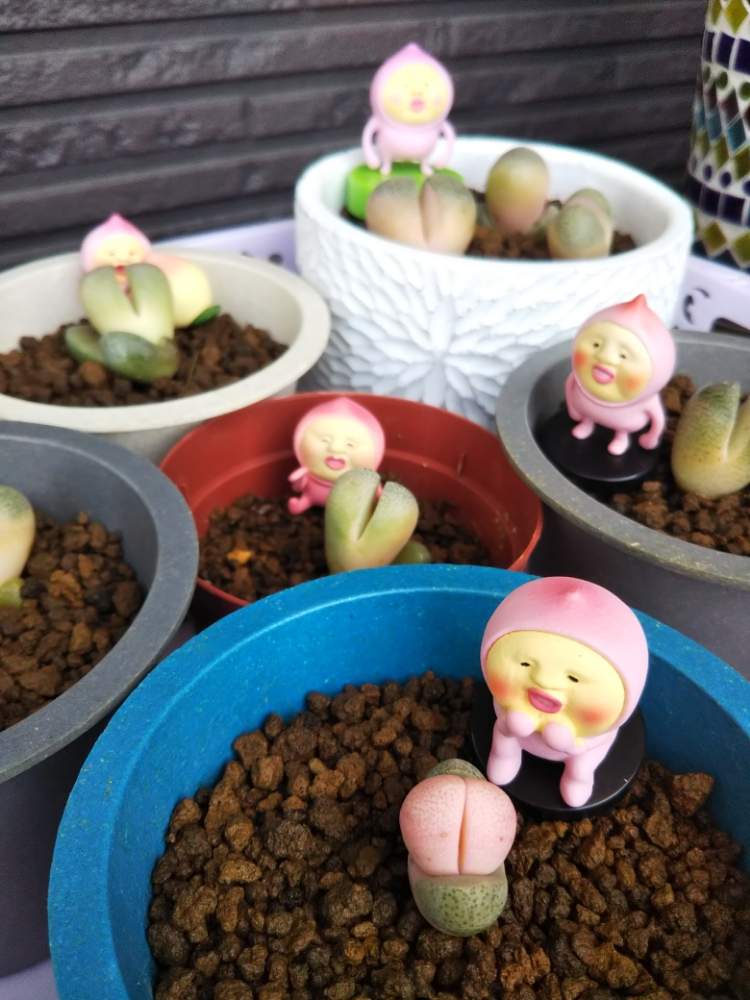 の画像 by crazypig405さん | 令和の桃子とモモジリずと多肉植物と多肉大好きとおひとりさま多肉と狂豚日記とエンゲイ係数高めと植中毒と狂豚の独り言とタニラーと珍奇植物と斑狂い!と斑入り。とタニクちゃんと斑入り愛好家と斑入り萌え❣️とかわいいな♡
