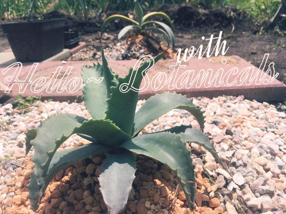 の画像 by ちまのた屋さん | Agave Weberi Variegata "Arizona Star"とAgave Ovatiforia Ver,Vanzieと多肉植物と斑っ斑っ斑 Crazyとボタニカルライフとアガベ屋さんとリュウゼツラン科とGS映えとGSのみなさんに感謝♡とお家で自然を感じると斑入り葉っぱと珍奇植物と斑入り。とアガベ属
