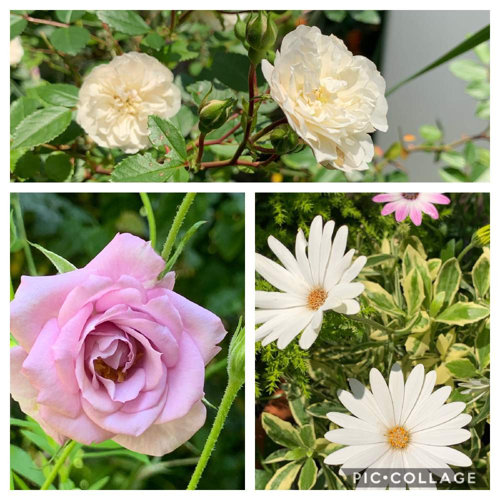 小さな庭の画像 by スイカさん | 小さな庭とバラが咲いた♫とピンクのお花と花のある暮らしとスマホで撮影とかわいいな♡とチーム福岡と白いお花♡