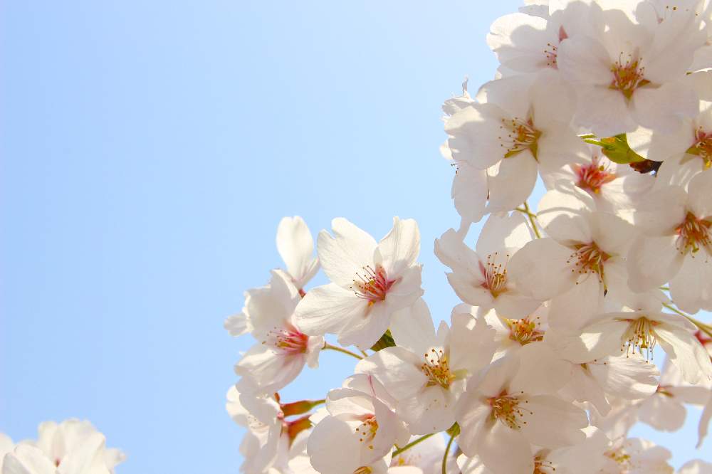 お出かけ先の画像 by mayuさん | お出かけ先と岩手県とピンクの花と『2019桜』フォトコンテストとさくら 桜 サクラとピンクと花のある暮らしとお花