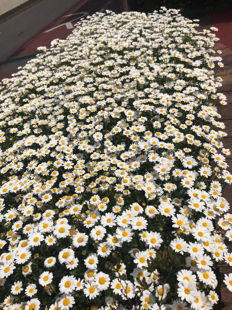 お出かけ先の画像 by OSさん | お出かけ先と綺麗と可愛いとお花と白い花とiPhone撮影
