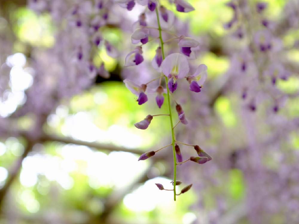 お出かけ先の画像 by ®️unjaさん | お出かけ先とフジと今日の一枚と花のある暮らしと緑のある暮らし