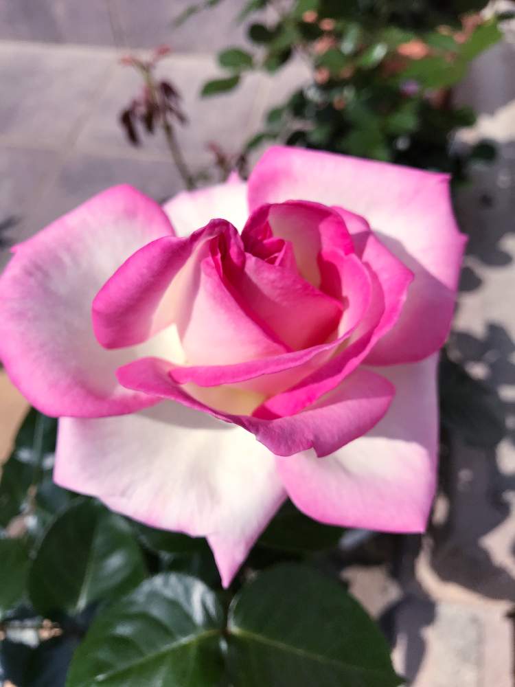 の画像 by ケーコさん | 花が開きました❣️と薔薇プリンセスドゥモナコ,とピンクのバラ♡と今日から私もロザリアンと花のある暮らしとバラ・ハイブリッドティーとバラ・ミニバラと枯れなかったよと咲いた!