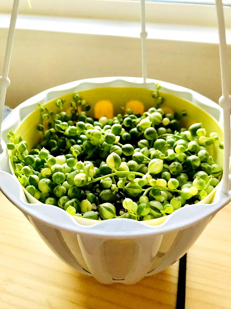 窓辺の画像 by siroさん | 窓辺とグリーンネックレス斑入りと多肉植物と癒しと植物だいすきとナチュラル系