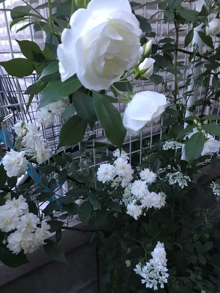 小さな庭の画像 by みるく❤️さん | 小さな庭と薔薇愛同盟とつる薔薇 アイスバーグと薔薇に魅せられてと植中毒と我が家の花壇とER スノーグースとオルレア♡と玄関先アプローチと花のある暮らしとわが家のエントランス