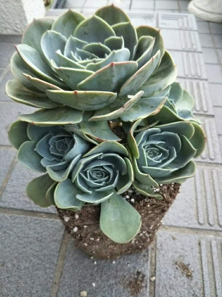 お出かけ先の画像 by 環さん | お出かけ先と七福神と多肉植物と植中毒とエケベリア属と多肉女子と癒やしの時間と成長記録