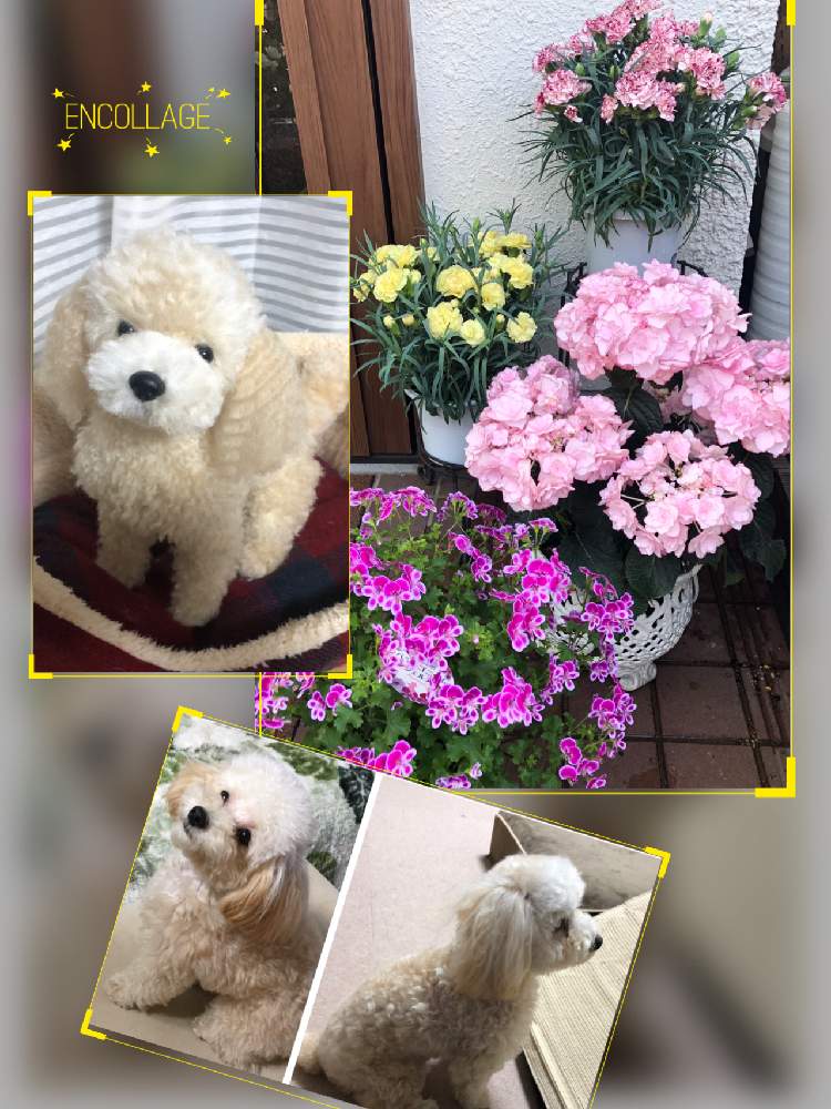 の画像 by **花ママ**さん | 小さなしあわせ♡とキュンキュン乙女倶楽部と千葉県とピンクの花とふわりと@naturalと部員No248と柏市と可愛いと花のある暮らしとかわいいとかわいいな♡と風和ちゃんと羊毛フェルト