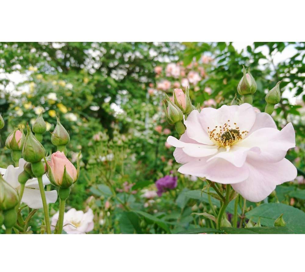 広い庭の画像 by SAkUTOMOさん | 広い庭と手作りの庭と樹木と植中毒と庭木とバラ・ミニバラと地植え