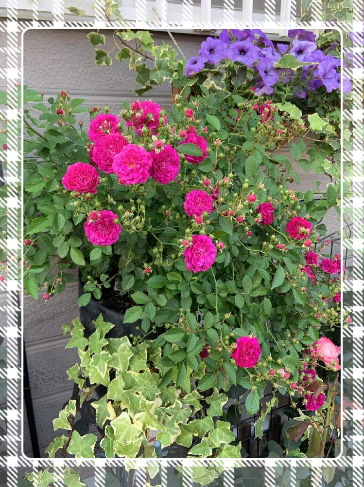 小さな庭の画像 by くろもみじさん | 小さな庭と薔薇といいかおりと幸せとばら バラ 薔薇と薔薇愛同盟とバラの蕾とペチュニアブルームーンと全部GSのせいだと蚊取り線香と小さな小さな庭と花のある暮らしとばら 薔薇 バラとバラ・ミニバラと三種の神器とスイートチャリオットとバラのつぼみ