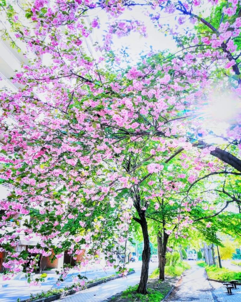 お出かけ先の画像 by いがっちさん | お出かけ先とヤエザクラとファインダー越しの私の世界と八重桜の並木道とさくらさくら咲け咲けさくらと誰かに見せたい風景と並木道と『2019桜』フォトコンテストと北海道と写真撮ってる人と繋がりたいと朝日と朝日を浴びてと木漏れ日
