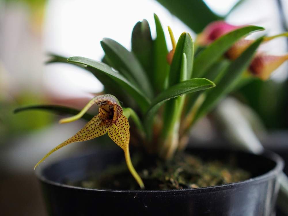 部屋の画像 by みどりのぶちこさん | 部屋とDryadella edwalliiと洋蘭といとおしい植物の表情フォトコン2019と洋ランと花のある暮らしと咲いた!