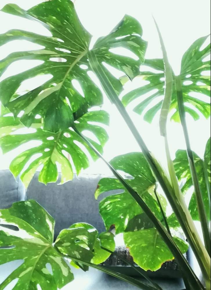窓辺の画像 by ジャングルeさん | 窓辺とモンステラと観葉植物と成長記録とニョキニョキとモンステラ属