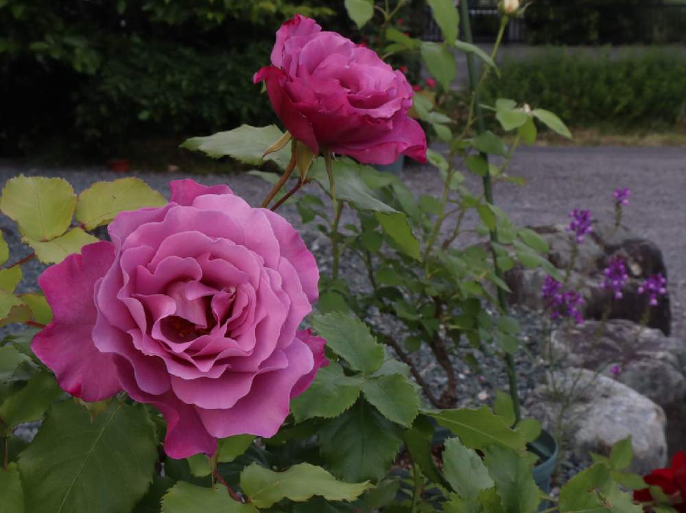 広い庭の画像 by sharifaさん | 広い庭とバラ・フェルセン伯爵とローズとばら バラ 薔薇と薔薇愛同盟としぞーか勢と庭の植物と植中毒とバラが好きと花のある暮らし