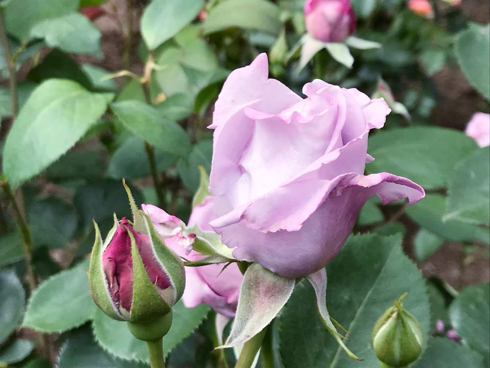 お出かけ先の画像 by かりんとさんさん | お出かけ先と薔薇 ブルームーンとお花大好き♡と埼玉ンズ倶楽部といとおしい植物の表情フォトコン2019と癒しとキレイ☆とお花いっぱいとつぼみがたくさんとバラ・ミニバラ