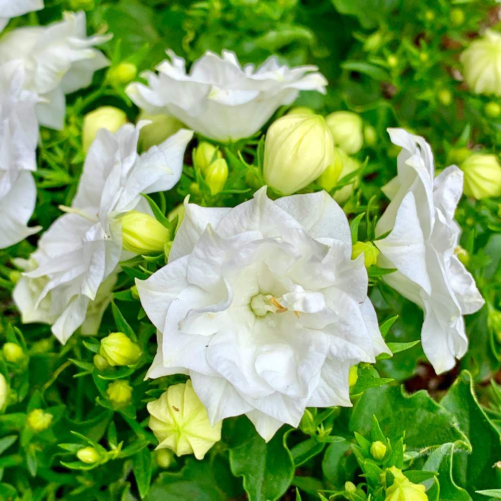 テラスの画像 by PT_yamahiroさん | テラスとカンパニュラとスマホ撮影と我が家の花達といとおしい植物の表情フォトコン2019と花壇とアップ写真とフラワーとマイガーデンとGS映えと植中毒と我が家の花壇とお花畑 と我が家の庭と花好きとガーデニングと花のある暮らしとお花と白色の花とお花好き