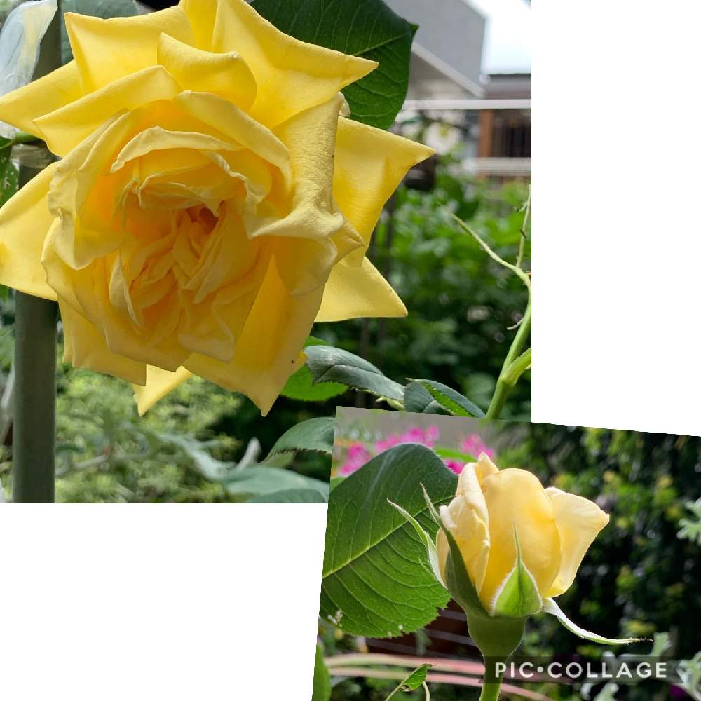 小さな庭の画像 by スイカさん | 小さな庭とバラが咲いた♫と黄色い薔薇♡と花のある暮らしとスマホで撮影とチーム福岡