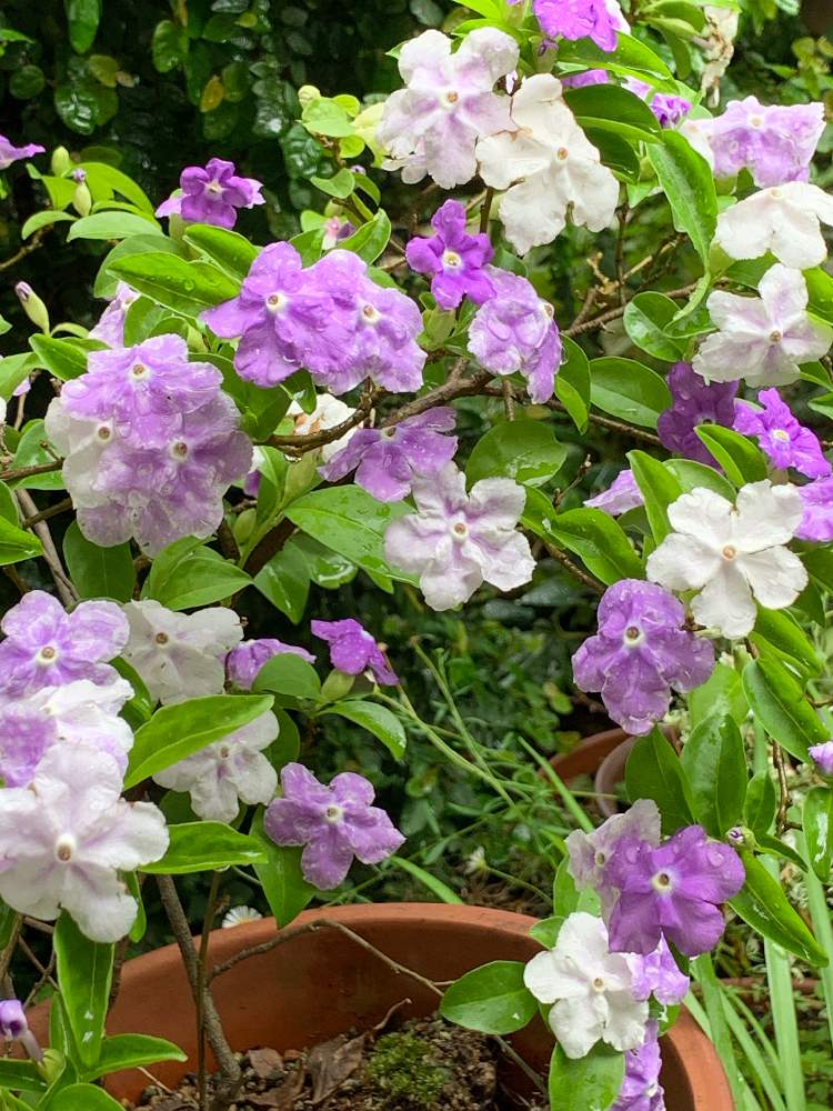 小さな庭の画像 by スイカさん | 小さな庭と薄紫色のお花とニオイバンマツリ!と花のある暮らしとスマホで撮影とチーム福岡