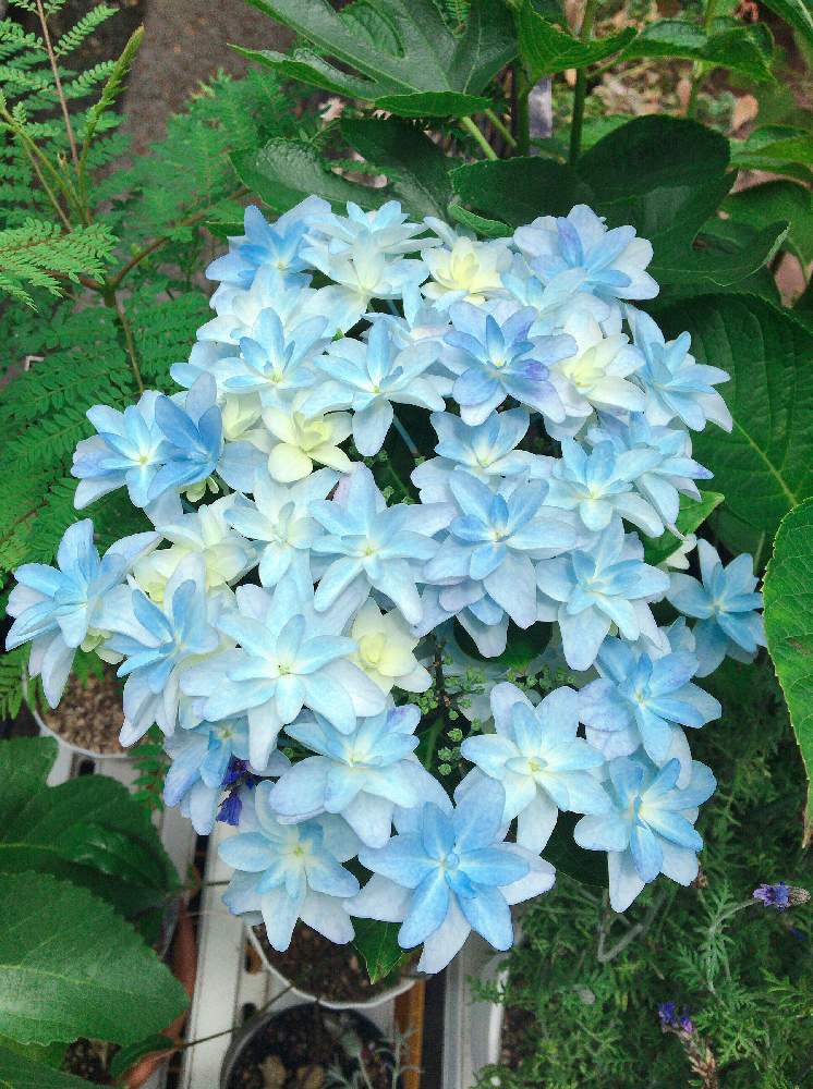 バルコニー/ベランダの画像 by なおっちさん | バルコニー/ベランダと紫陽花と泉鳥とブルーの花と紫陽花 アジサイ あじさいと花のある暮らしと紫陽花 泉鳥