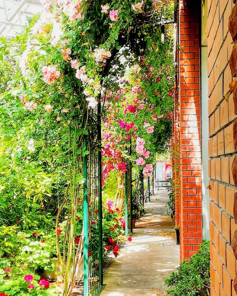 お出かけ先の画像 by いがっちさん | お出かけ先とバラとブラッシュランブラーと薔薇♡とバラ園とファインダー越しの私の世界とバラ園いわみざわ公園と薔薇愛同盟といとおしい植物の表情フォトコン2019と誰かに見せたい風景と薔薇に魅せられてと木漏れ日と薔薇♪と北海道とバラ・ミニバラと写真撮ってる人と繋がりたいとロザリアンと岩見沢公園と薔薇の花