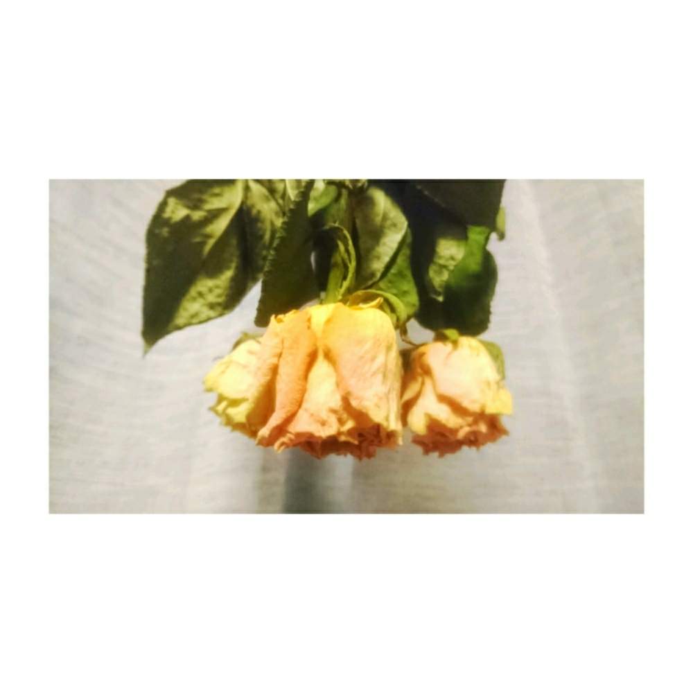 壁/天井の画像 by N O M Iさん | 壁/天井とドライフラワーとみどりがある暮らしと小さなお家とお花のある暮らしとドライフラワー初心者といつもいいねありがとうございますとお花とばら 薔薇 バラ
