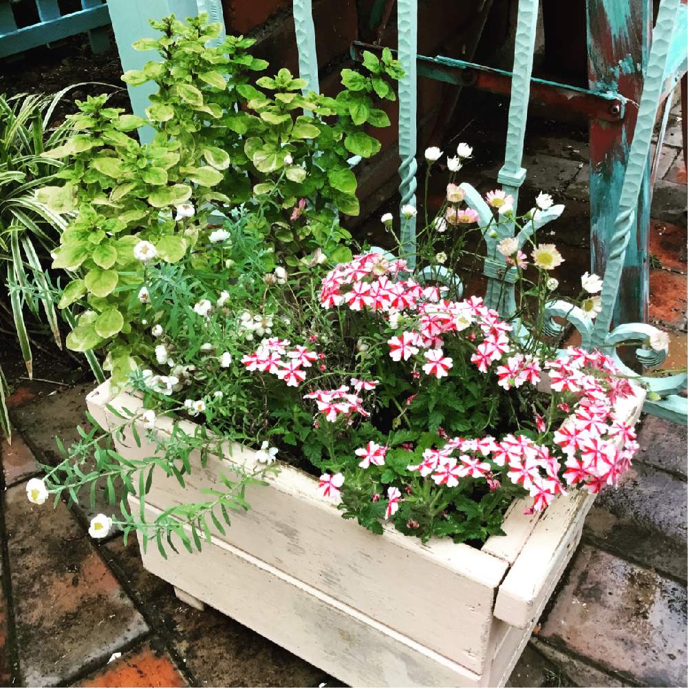 小さな庭の画像 by KOᗷEᗰEᖇIKEᑎさん | 小さな庭とWEEKEND FLOWERと植物好きと繋がりたいとバーベナ☆と可愛い花とバーベナラナイキャンディケーンとGreenSnapmarcheと可愛いと花のある暮らしとエリゲロン!とお花とお花好きとお花好きの人と繋がりたいとスパニッシュデイジーとGREEN UP!
