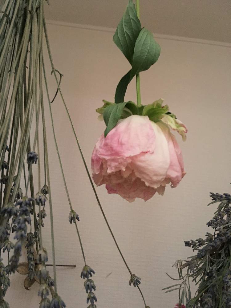 玄関の画像 by えむさん | 玄関とラベンダーと芍薬とみどりのある暮らしとムラサキの花とドライフラワーとピンクの花と癒しとハーブといい香りと花のある暮らしとかわいい