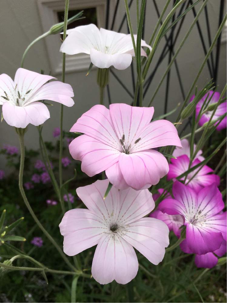 小さな庭の画像 by りりこさん | 小さな庭とアグロステンマとピンクの花といとおしい植物の表情フォトコン2019とゆーらゆらと薄ピンクともらいものと花のある暮らしとアグロステンマ♪