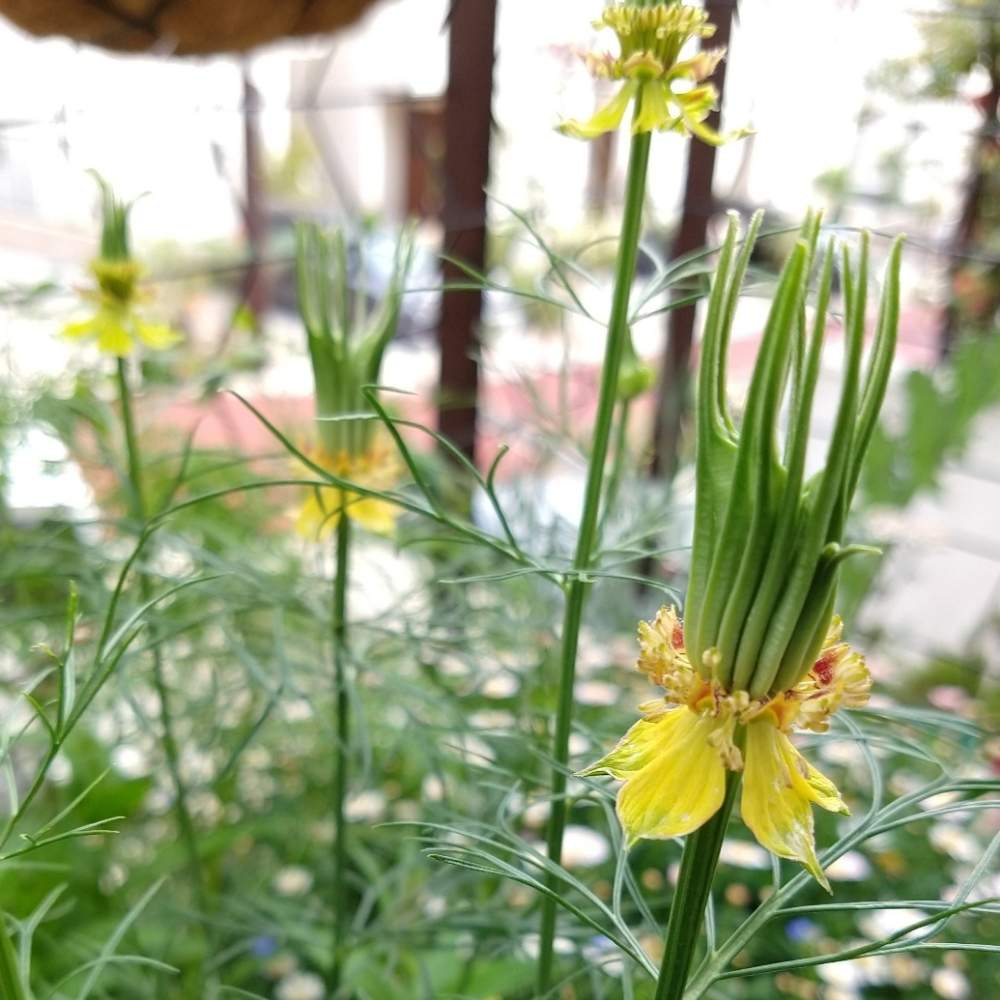 小さな庭の画像 by kanalyaさん | 小さな庭とニゲラとニゲラ トランスフォーマーとno flower no lifeとニゲラの花と千葉県とGS映えとno green no lifeと柏市と花中毒と植中毒とGS少数派植物とニゲラトランスフォーマーとbotanical lifeと花のある暮らしとお花好きの人と繋がりたいと花が好きとやっぱり花が好き♡と咲いた!と千葉県人会