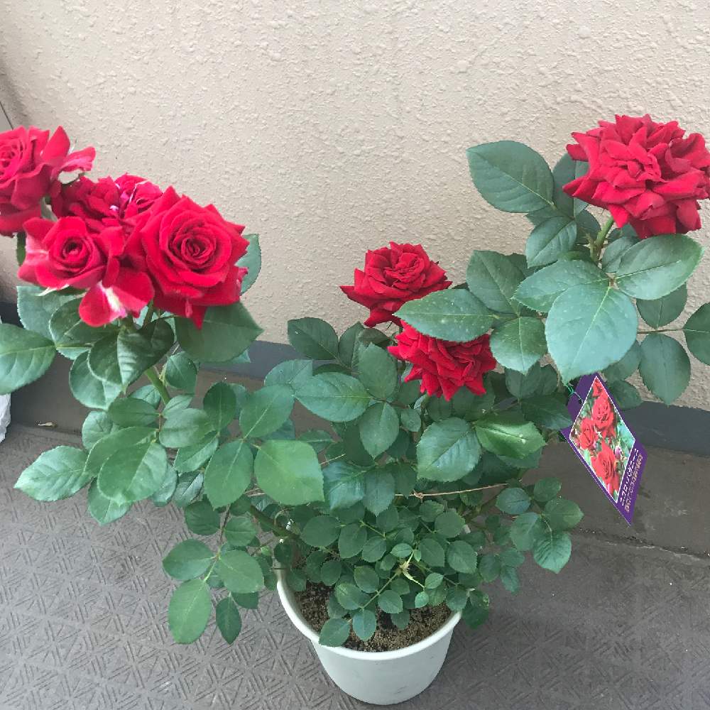 バルコニー/ベランダの画像 by ねーさん1203さん | バルコニー/ベランダとばら バラ 薔薇といとおしい植物の表情フォトコン2019とプレゼントと可愛いお花といやされる♡とお花が楽しみと綺麗と綺麗なお花と可愛い〜♡とお花が好き♡と赤い花と可愛いと綺麗な色♡と花のある暮らしとかわいいとお花のある生活とお花とかわいいな♡とばら 薔薇 バラとバラ・ミニバラと赤いバラ