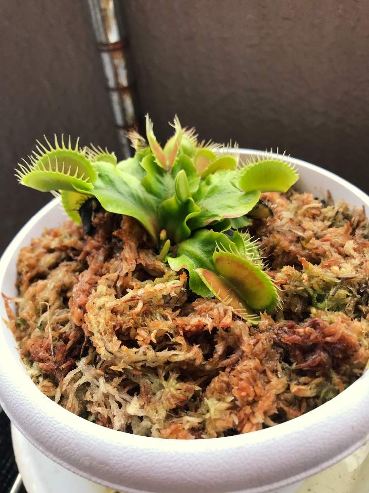 バルコニー/ベランダの画像 by ジルさん | バルコニー/ベランダとハエトリソウと食虫植物と珍奇植物と植中毒