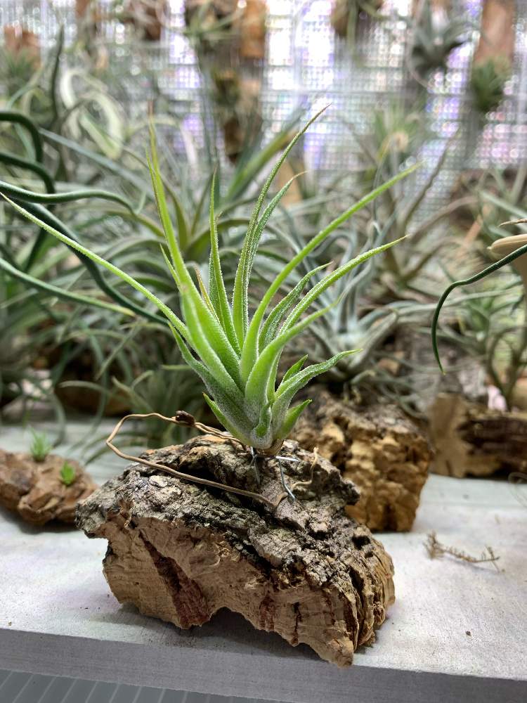 部屋の画像 by もったんさん | 部屋とT.ionantha var.masfina(mexico)と成長が楽しみとエアープランツ☆とチラ熱上昇中とチラ中毒と珍奇植物と花のある暮らしとチララックとエアープランツ/チランジアと小型チランジア
