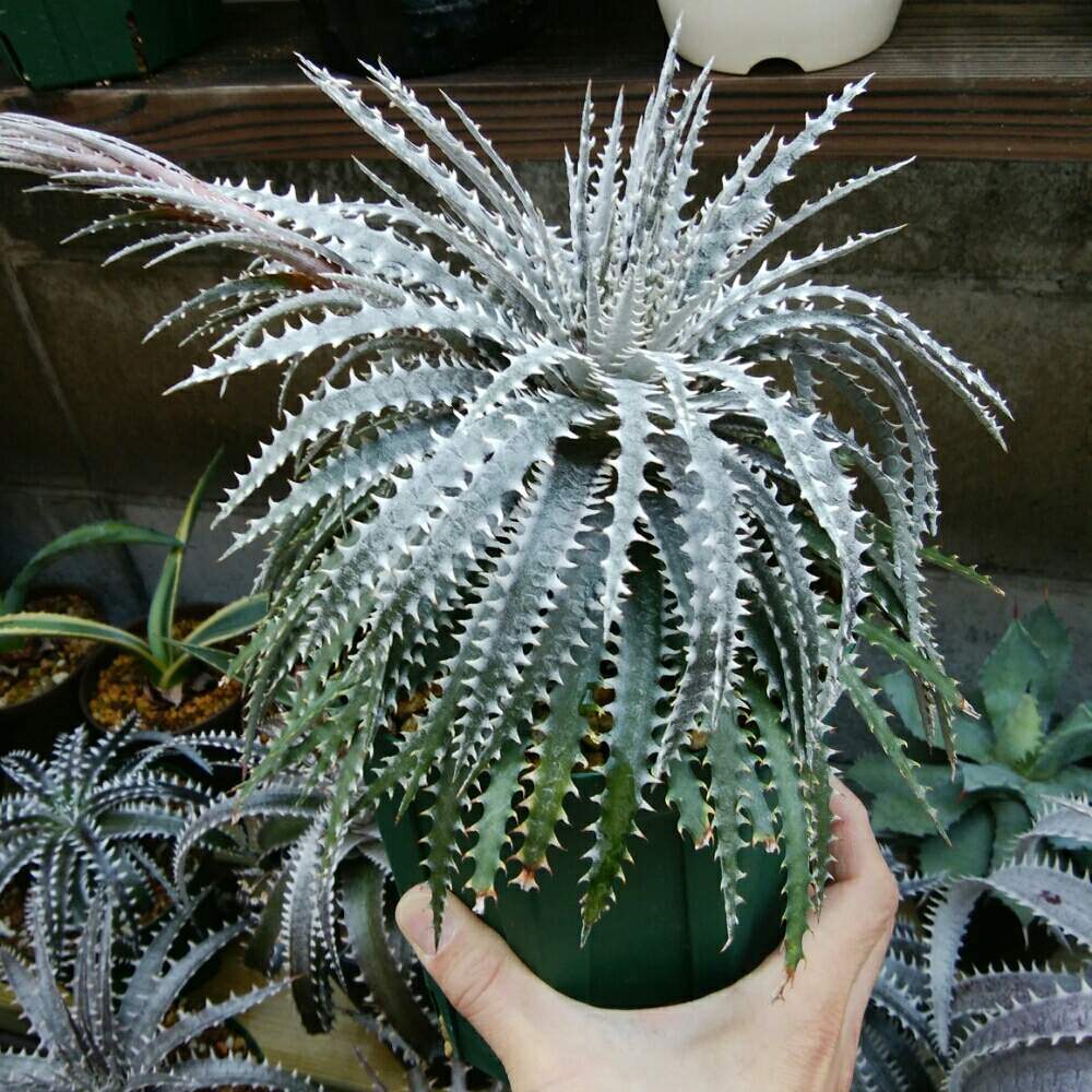 小さな庭の画像 by にんにんさん | 小さな庭とディッキア.とDyckia ‘Bill Paylen’ x (‘Brittle Star’ x ‘Keswick’)と花芽と多肉植物とみどりのある暮らしとトゲトゲと観葉植物とディッキアとディッキア属と分頭とブロメリアと植中毒と日光浴とタニラーとトゲトゲのある暮らしと珍奇植物とDyckia