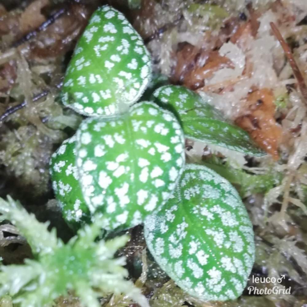 バルコニー/ベランダの画像 by leuco♂さん | バルコニー/ベランダと観葉植物とジュエルオーキッドといとおしい植物の表情フォトコン2019