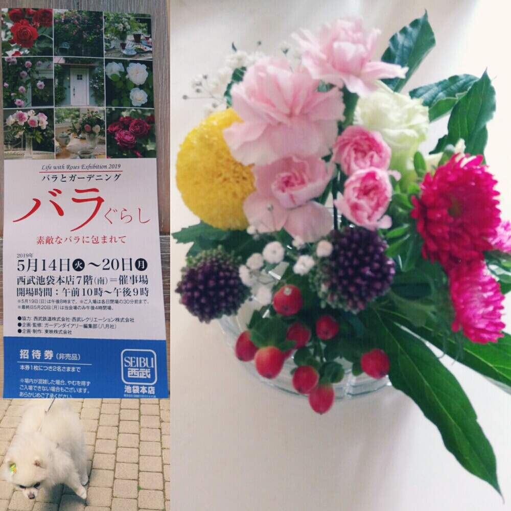 インテリアの画像 by MOIS(モワ)さん | インテリアと多肉植物とみどりのある暮らしと超ビギナーと多肉大好きと寄せ植えとベランダガーデニングと多肉超初心者と多肉女子とハーブとガーデニング初心者と鉢植えとイヌとグリーンとフラワーアレンジメントとガーデニングと花のある暮らしとベランダ菜園と薔薇♪とバラ・ミニバラとイヌと多肉初心者