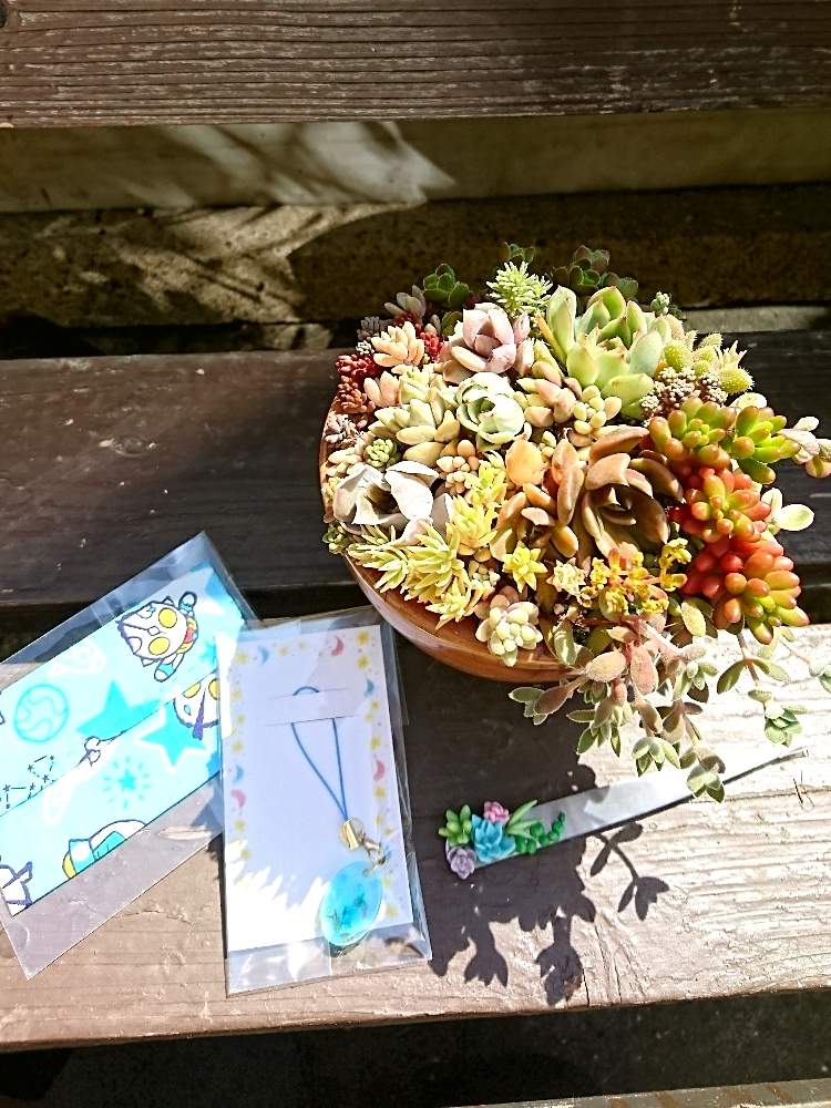 の画像 by 花MARUさん | 多肉植物と寄せ植えと葉っぱのある暮らしと多肉植物のある暮らしと晴れの国タニラーGPとバラと夢CLUBと多肉ラボ©と葉っぱ大好きと立ち上がろう!晴れの国☀️とタイヨウさんの素敵便と花のある暮らしと被災地にエールを…。と前に進もう!晴れの国☀️とたにおたくらぶとMARUペースで投稿と繋がりに感謝✨とGS植物うちなーぐち会