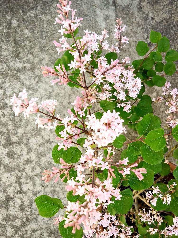 アプローチの画像 by つきかさん | アプローチとムラサキの花とさいた✨とちいさなちいさな花と嬉しい❤️と花のある暮らしとかわいいと花が好きとかわいい花と姫ライラック。