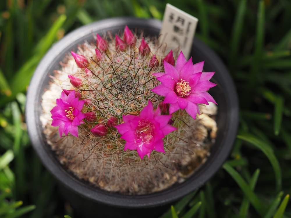 小さな庭の画像 by うささん | 小さな庭と月影丸といとおしい植物の表情フォトコン2019と花かんむりとサボテンの花