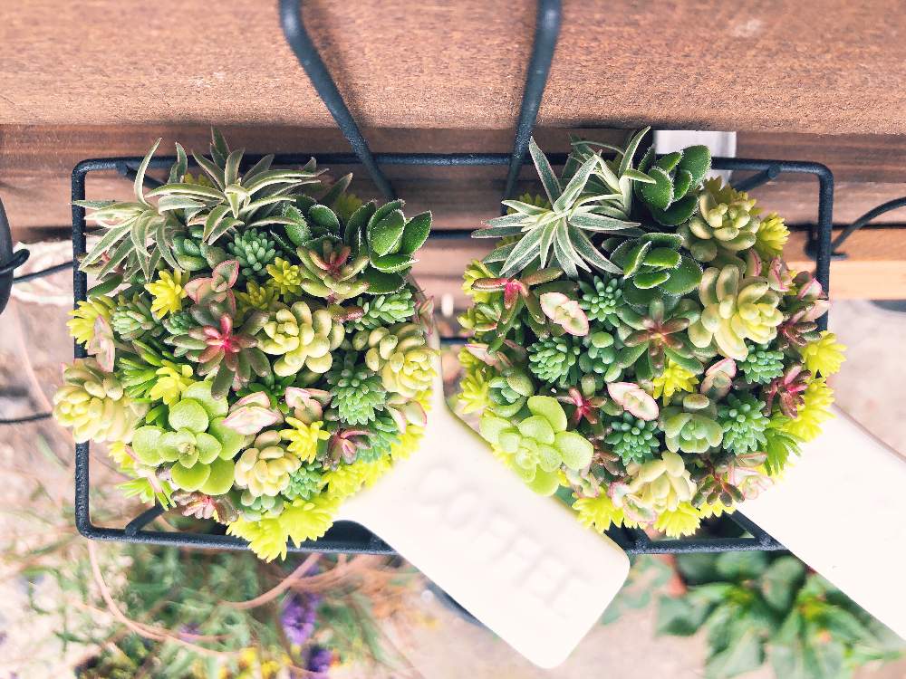 小さな庭の画像 by にいさん | 小さな庭と多肉植物 寄せ植えとちまちま 寄せと多肉植物とたのしいとよせ植えと初心者とちいさな幸せ♡と感謝と多肉女子とこつこつとと花のある暮らしとGREEN UP!とタニク初心者とちまちま寄せ